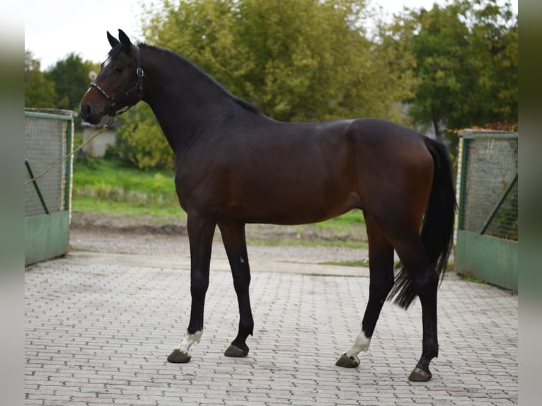 KWPN Ogier 3 lat 170 cm Ciemnokasztanowata in Murska Soboda