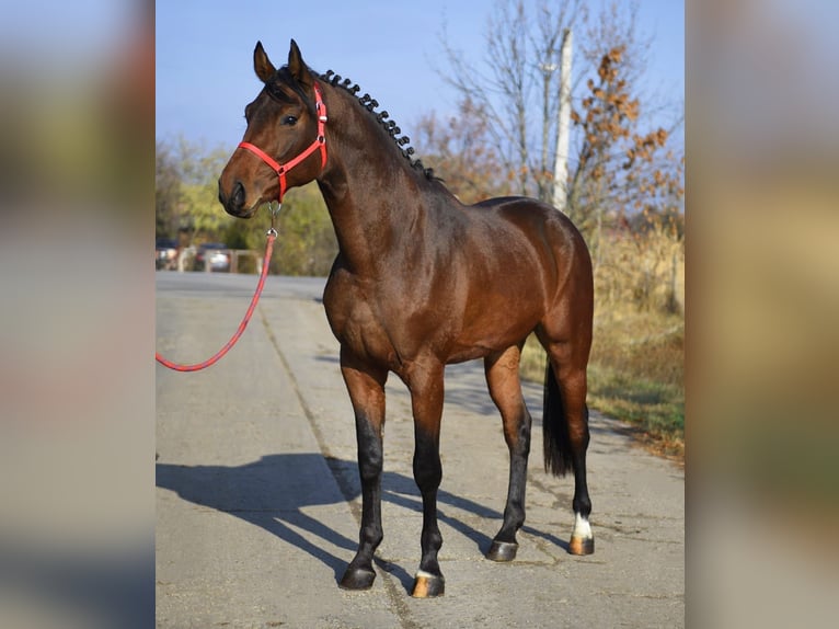 KWPN Ogier 3 lat 170 cm Gniada in Szarvas