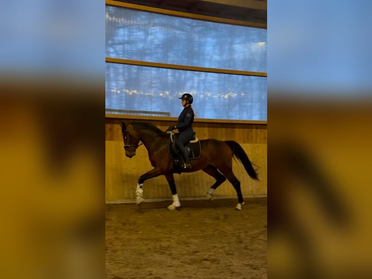 KWPN Ogier 3 lat 170 cm Gniada in Fürstenau