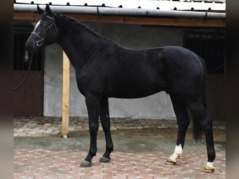 KWPN Ogier 3 lat 170 cm Kara in Békéscsaba