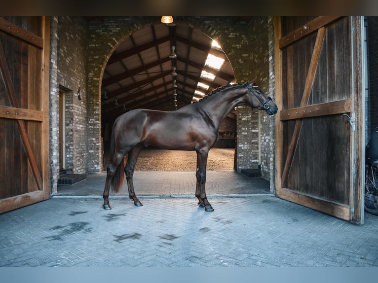 KWPN Ogier 3 lat 170 cm Kara in Hapert
