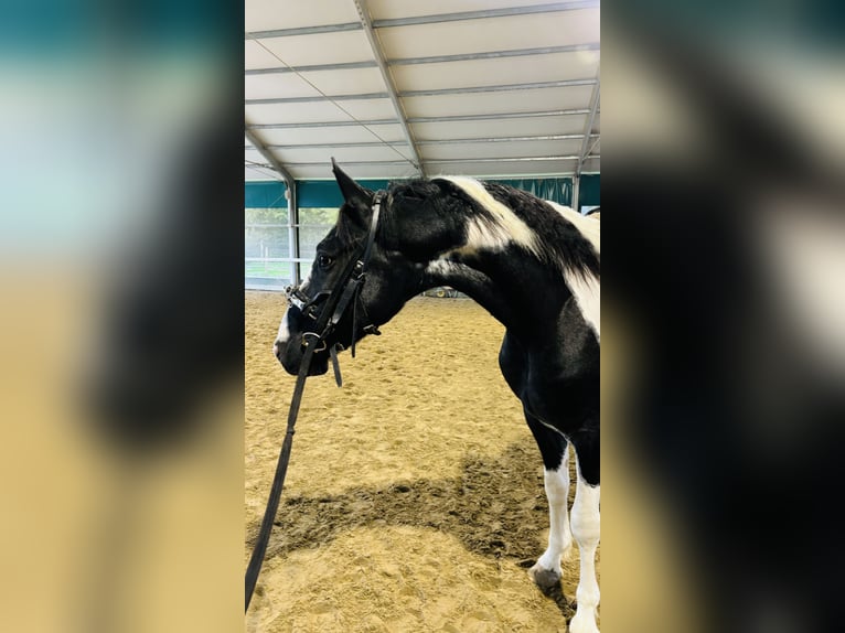 KWPN Ogier 3 lat 170 cm in Boccaleone KWPN Ogier 3 lat 170 cm in Boccaleone