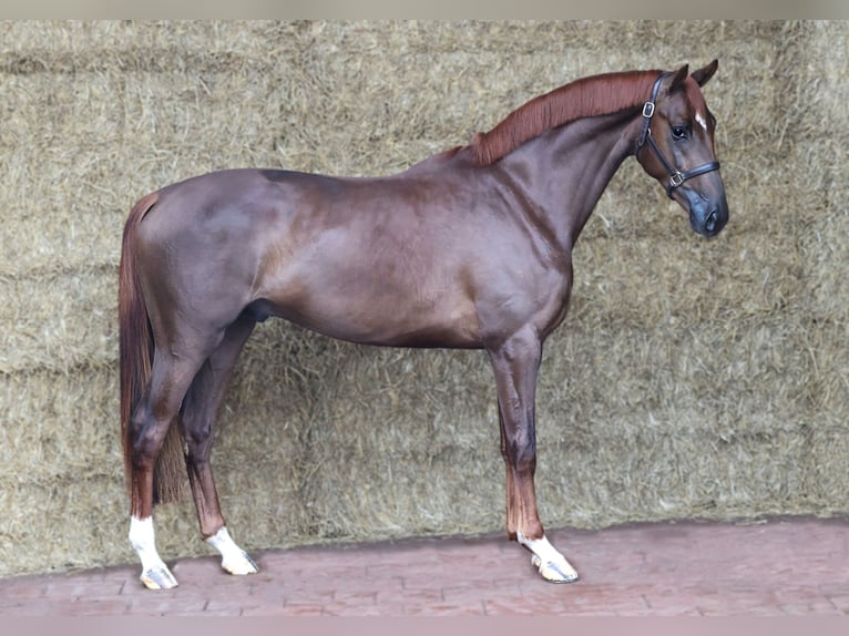 KWPN Ogier 3 lat 171 cm Ciemnokasztanowata in Moergestel