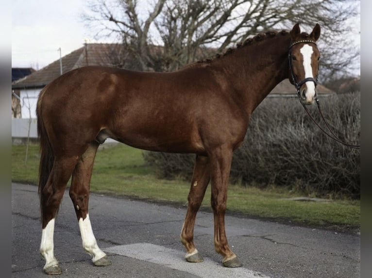 KWPN Ogier 3 lat 172 cm Ciemnokasztanowata in Gyomaendrőd zrinyi miklos utca 27/a