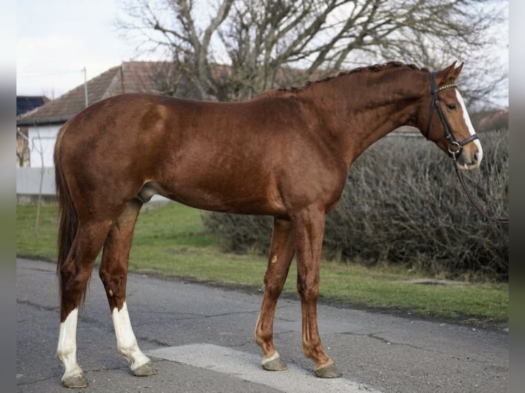KWPN Ogier 3 lat 172 cm Ciemnokasztanowata in Gyomaendrőd zrinyi miklos utca 27/a
