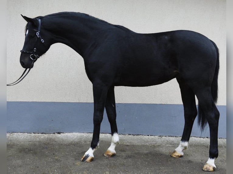 KWPN Ogier 3 lat 173 cm Kara in Bekes
