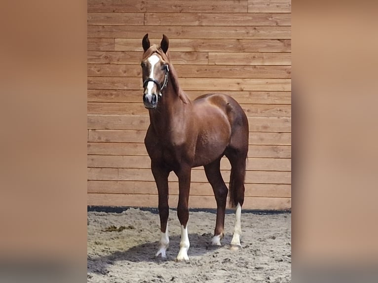 KWPN Ogier 3 lat in Den Ham