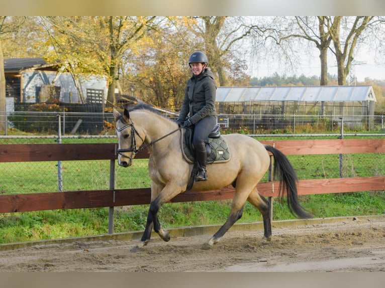 KWPN Mix Ogier 4 lat 148 cm Jelenia in Oss