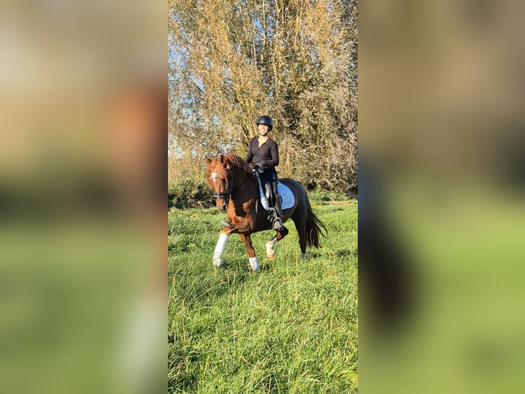 KWPN Ogier 4 lat 160 cm Ciemnokasztanowata in Ludwigsfelde