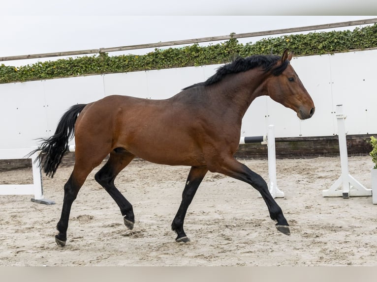 KWPN Ogier 4 lat 165 cm Gniada in Waddinxveen