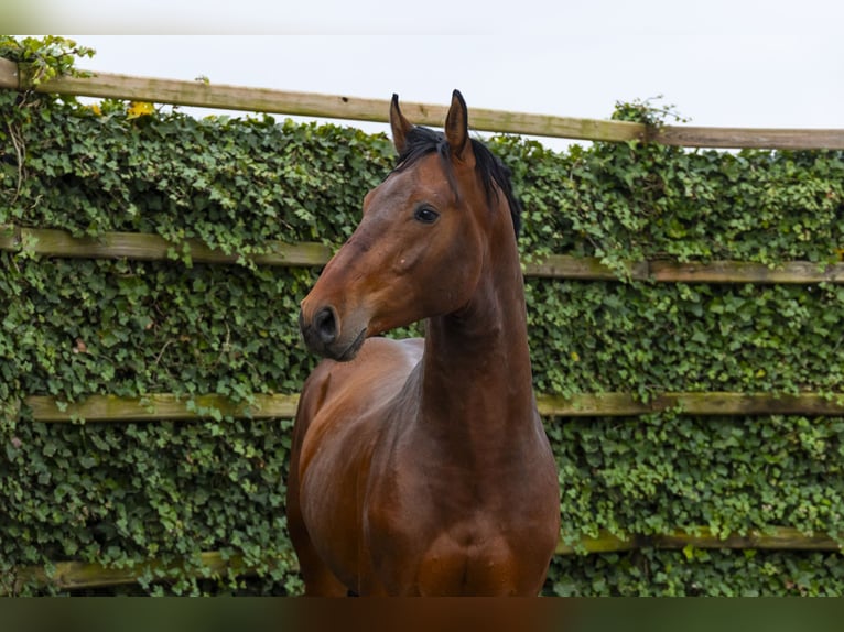 KWPN Ogier 4 lat 165 cm Gniada in Waddinxveen