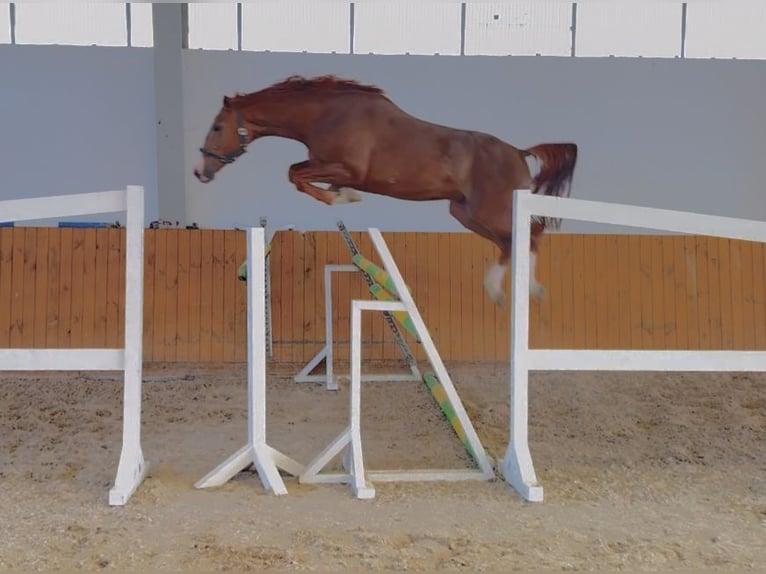 KWPN Ogier 4 lat 166 cm Kasztanowata in KRAJENKA