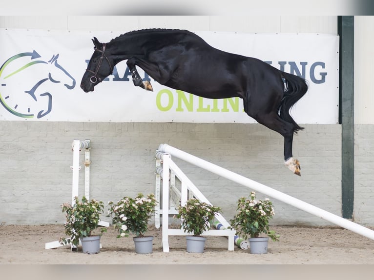 KWPN Ogier 4 lat 166 cm  in WK Heerde
