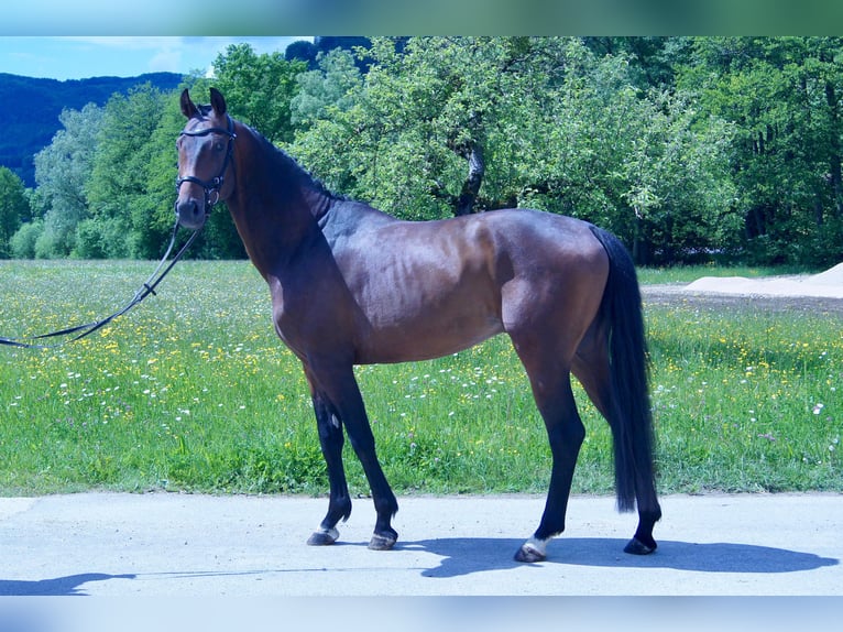 KWPN Ogier 4 lat 168 cm Gniada in Schadneramt