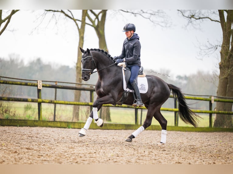 KWPN Ogier 4 lat 168 cm Kara in Nispen