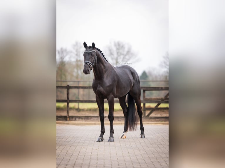 KWPN Ogier 4 lat 168 cm Kara in Nispen