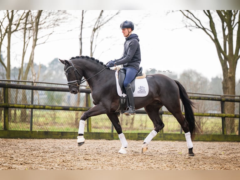 KWPN Ogier 4 lat 168 cm Kara in Nispen