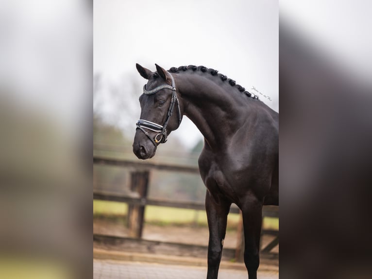 KWPN Ogier 4 lat 168 cm Kara in Nispen