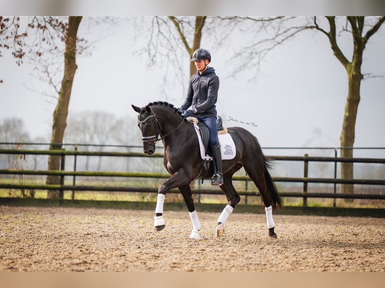 KWPN Ogier 4 lat 168 cm Kara in Nispen
