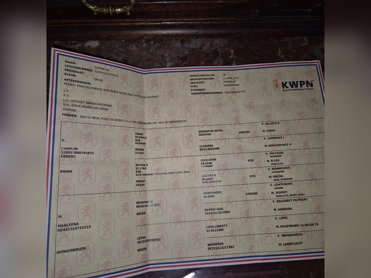 KWPN Ogier 4 lat 170 cm  in Békéscsaba