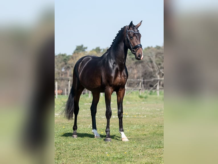 KWPN Ogier 4 lat 170 cm in Peer