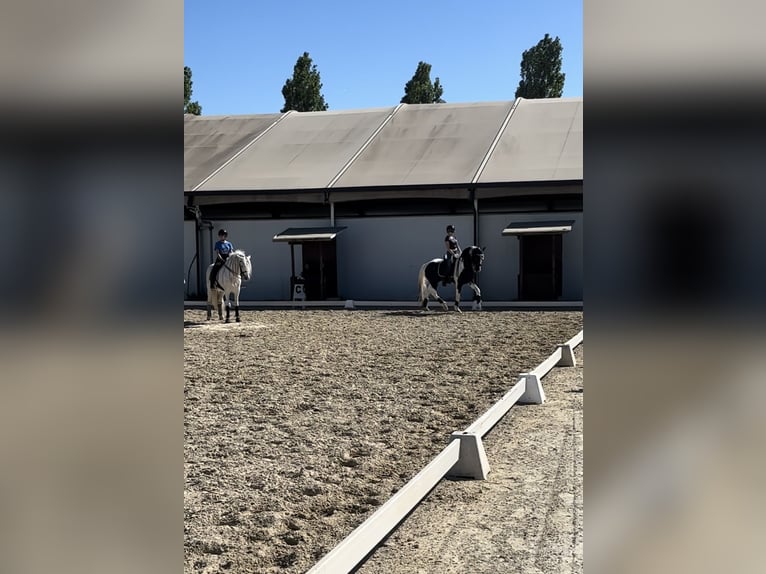 KWPN Ogier 4 lat 170 cm Srokata in Modena