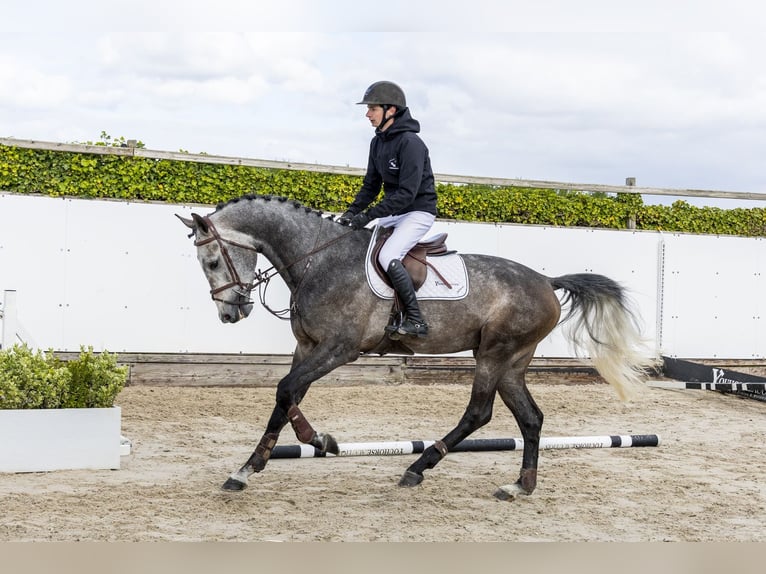 KWPN Ogier 4 lat 171 cm Siwa in Waddinxveen