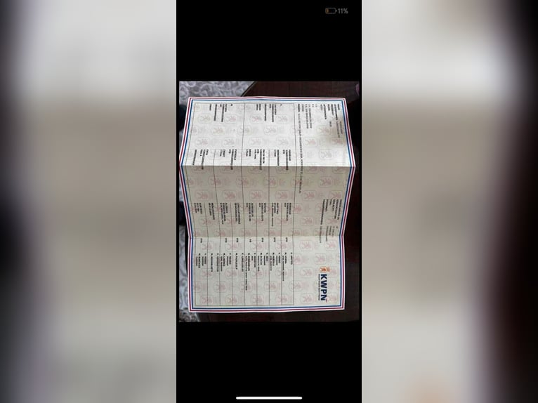 KWPN Ogier 4 lat 172 cm Ciemnogniada in B&#xE9;k&#xE9;scsaba