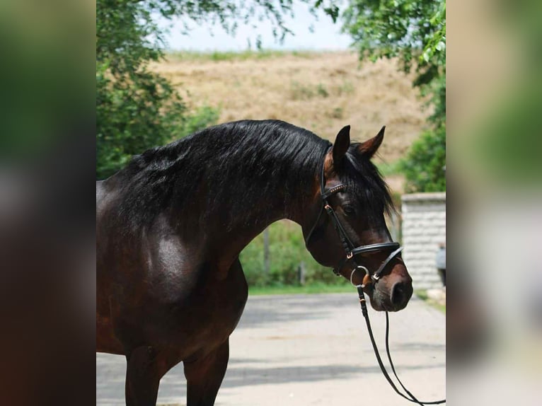 KWPN Ogier 4 lat 172 cm Ciemnogniada in B&#xE9;k&#xE9;scsaba