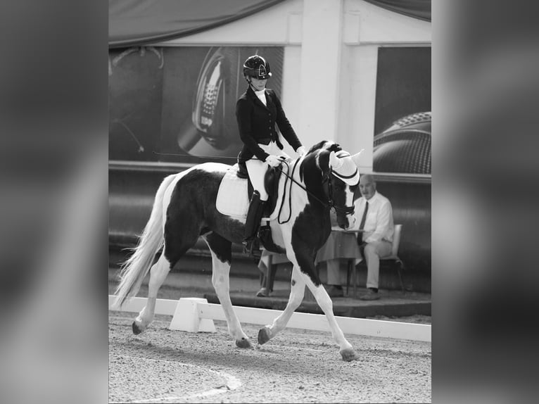 KWPN Ogier 4 lat 172 cm Srokata in Montegibbio