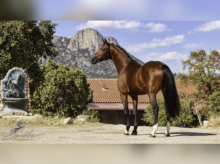 KWPN Mix Ogier 5 lat 166 cm Jasnogniada in LA CABRERA
