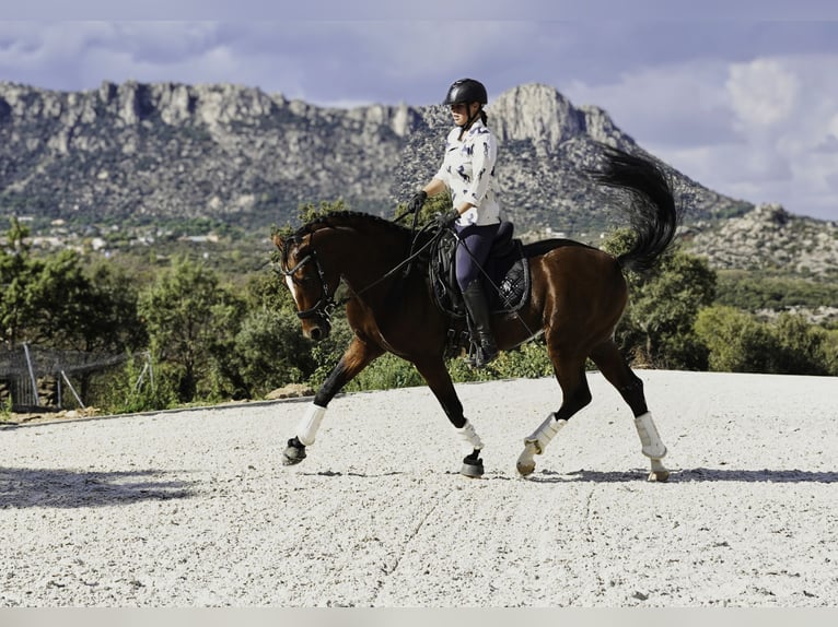 KWPN Mix Ogier 5 lat 166 cm Jasnogniada in LA CABRERA