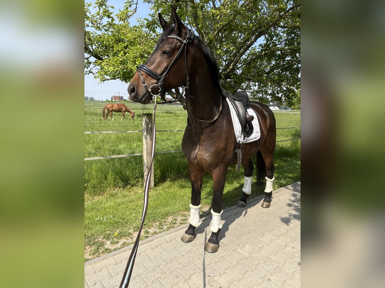 KWPN Ogier 5 lat 172 cm Skarogniada in Ratingen