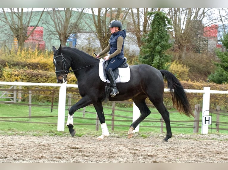 KWPN Ogier 5 lat 173 cm Skarogniada in Aachen