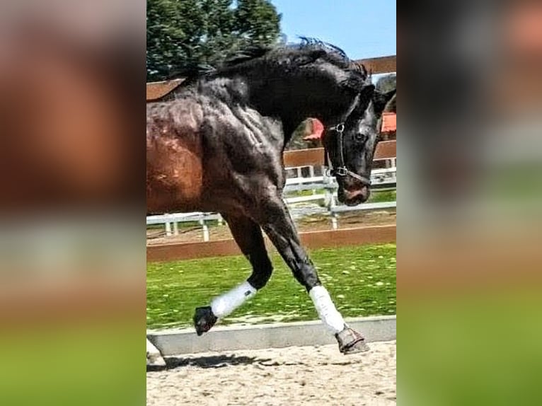 KWPN Ogier 5 lat 174 cm Kara in Sevilla