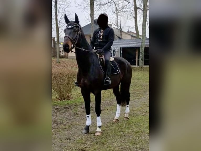 KWPN Ogier 5 lat 175 cm Gniada in Opoczno