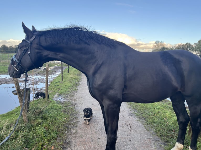 KWPN Ogier 5 lat 180 cm Skarogniada in Erp