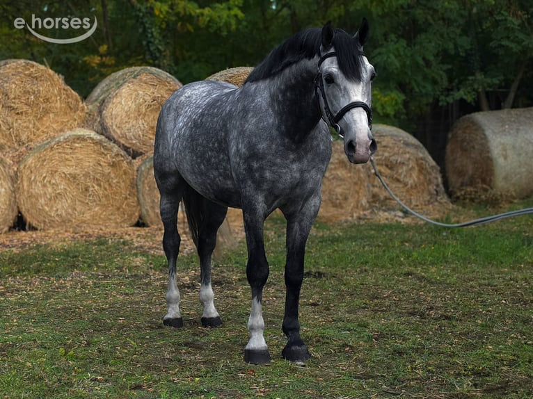 KWPN Ogier 6 lat 169 cm Siwa jabłkowita in Békés