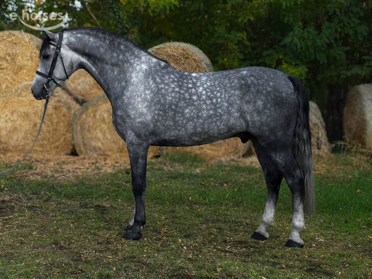 KWPN Ogier 6 lat 169 cm Siwa jabłkowita in Békés