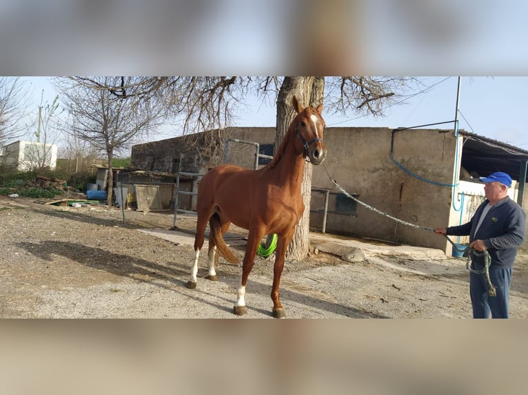 KWPN Ogier 6 lat 172 cm Kasztanowata in Torre Pacheco