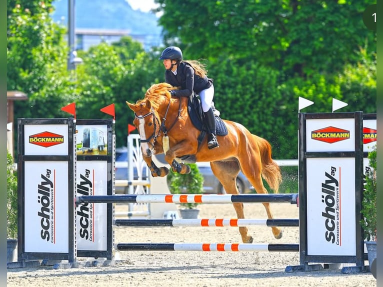 KWPN Ogier 8 lat 164 cm Kasztanowata in Dielsdorf