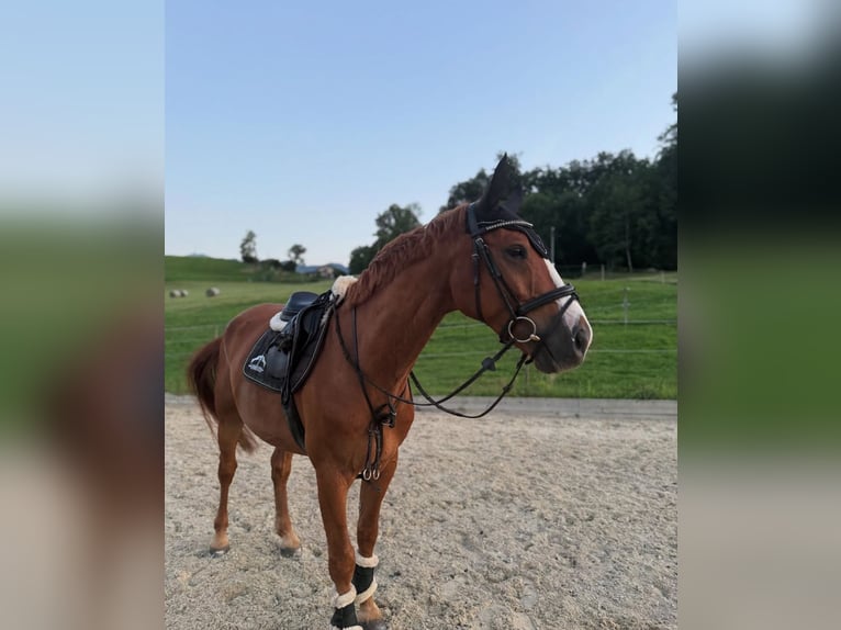 KWPN Ogier 8 lat 164 cm Kasztanowata in Dielsdorf