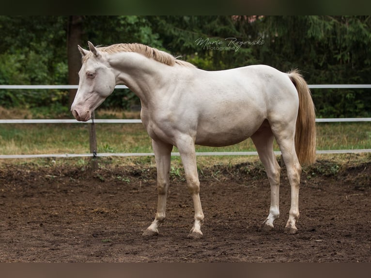 KWPN Ogier 9 lat 158 cm Cremello in Beaumont-Pied-de-Buf