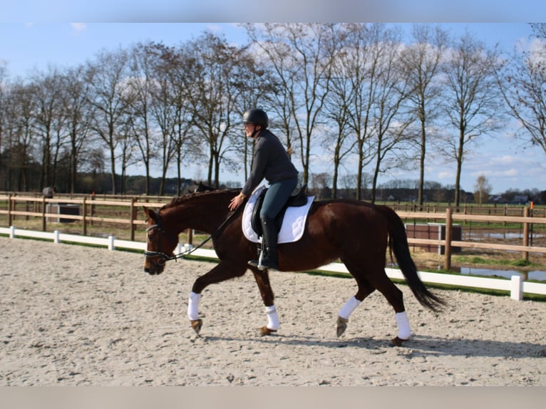 KWPN Ogier 9 lat 163 cm Ciemnokasztanowata in Peer