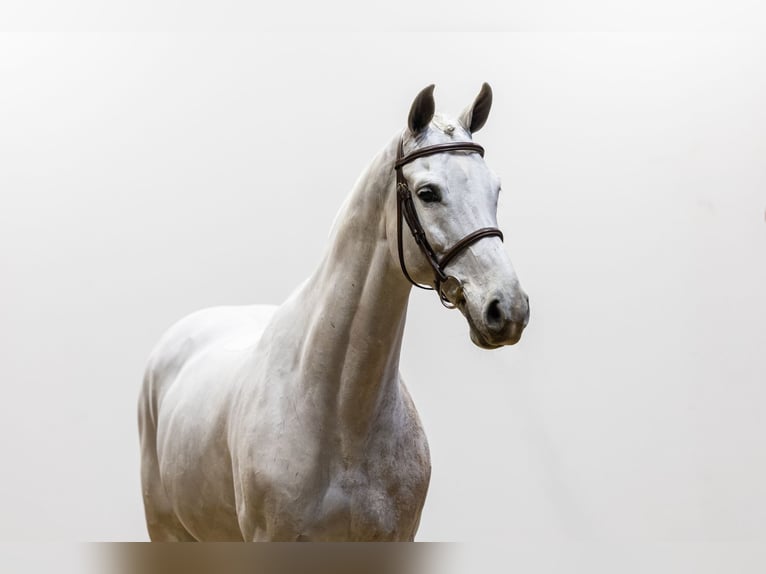 KWPN Ogier 9 lat 167 cm Siwa in Waddinxveen