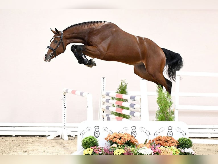 KWPN Ogier Gniada in Lemwerder