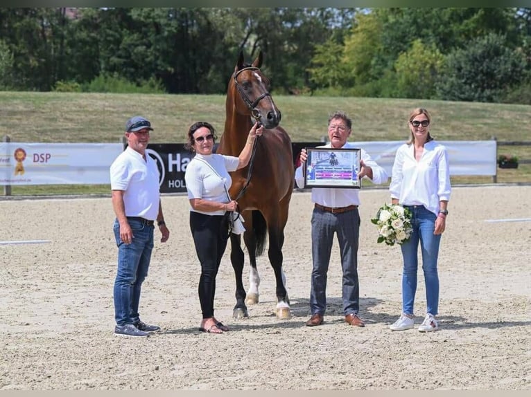 KWPN Ogier Gniada in Pfarrkirchen