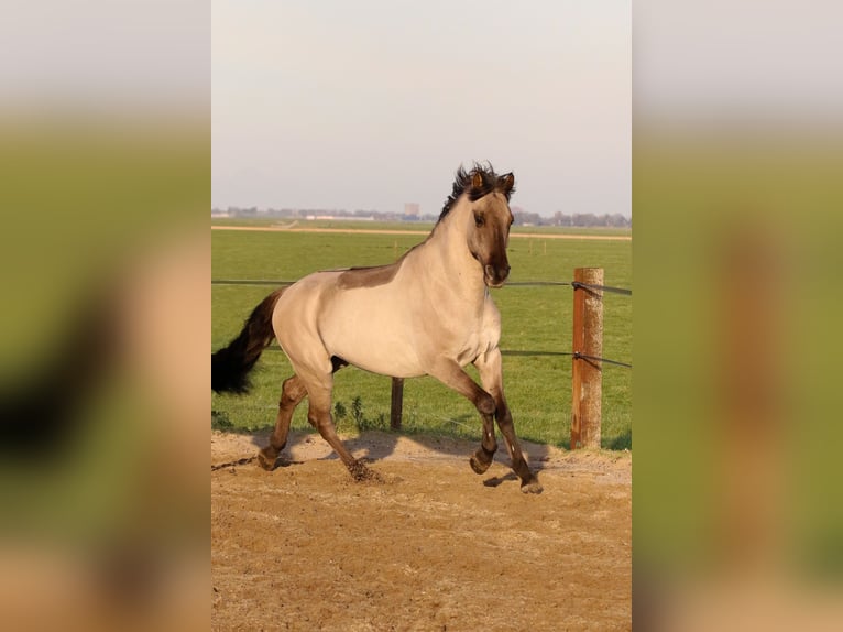 KWPN Mix Ogier in Warmenhuizen