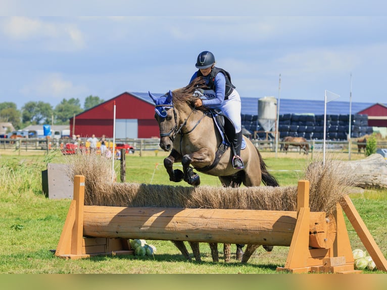KWPN Mix Ogier in Warmenhuizen
