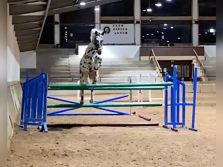 KWPN Ogier Tarantowata in Gijon